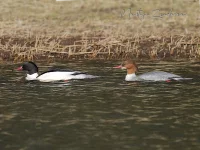 Grote Zaagbek [Mergus merganser]